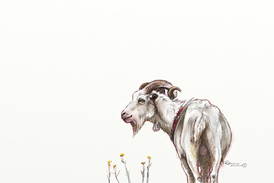 White Billy Goat Digital Art by Ramona Kurten
