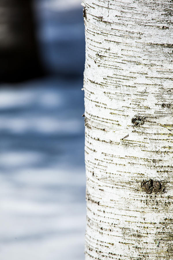 White Birch Abstract Photograph by Karol Livote