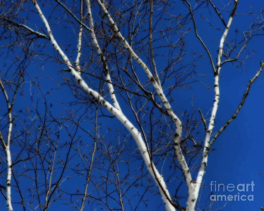 White Birch Blue Sky Photograph by Smilin Eyes Treasures
