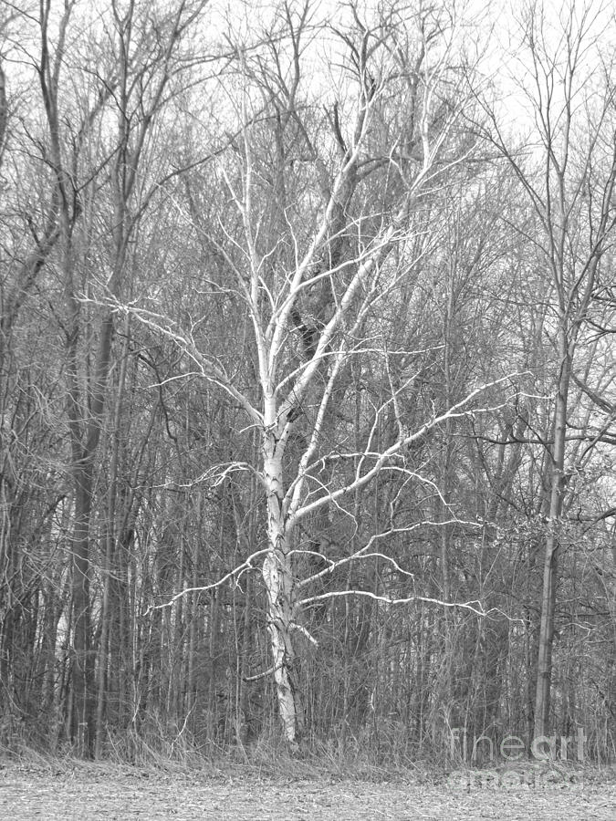 White Birch In BW Photograph by Erick Schmidt