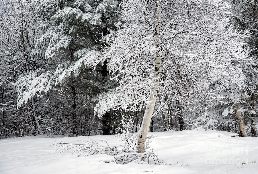 White Birch in the Snow Photograph by Alana Ranney