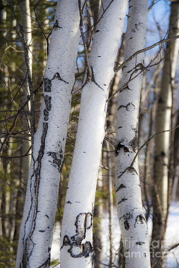 White Birch Tree Trunks Photograph by Alana Ranney