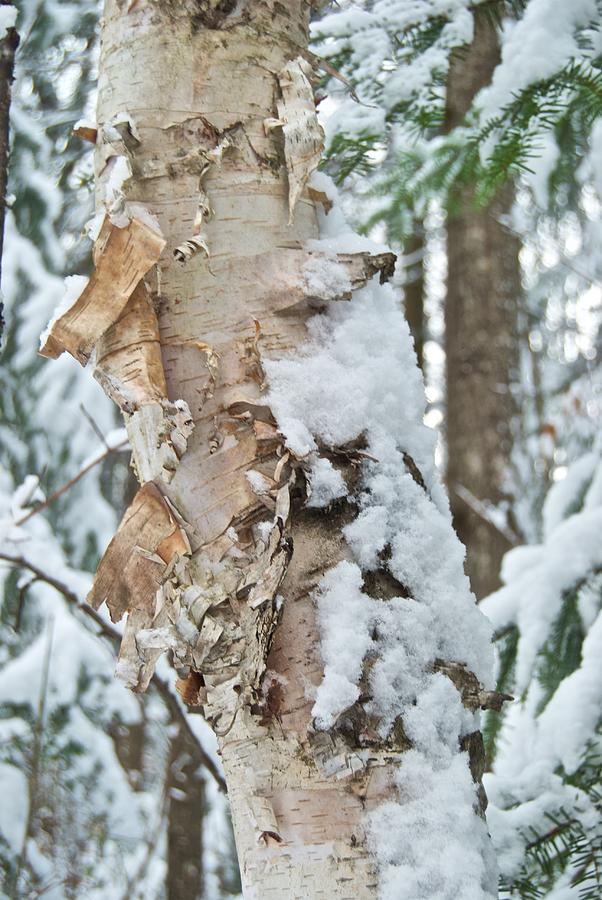 White Birch with Snow Photograph by Michael Peychich