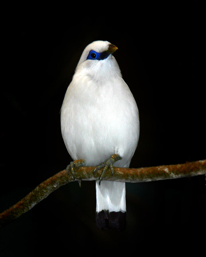 White Bird Photograph by Anthony Jones