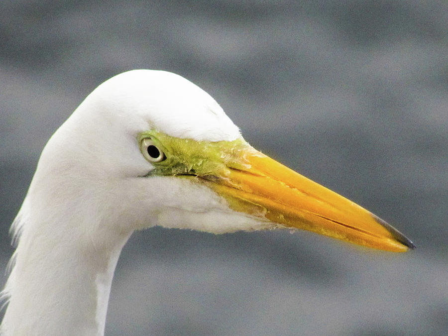 Wildlife Photograph - White Bird by Cesar Vieira