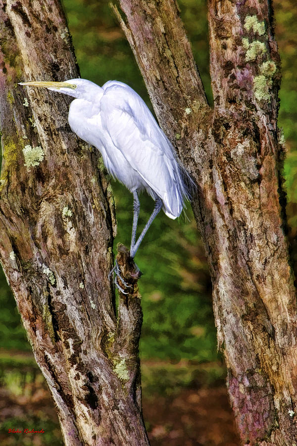 White Bird in Tree Photograph by Blake Richards