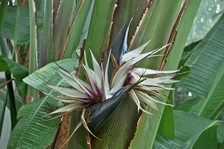 White Bird of Paradise Photograph by Michael Peychich