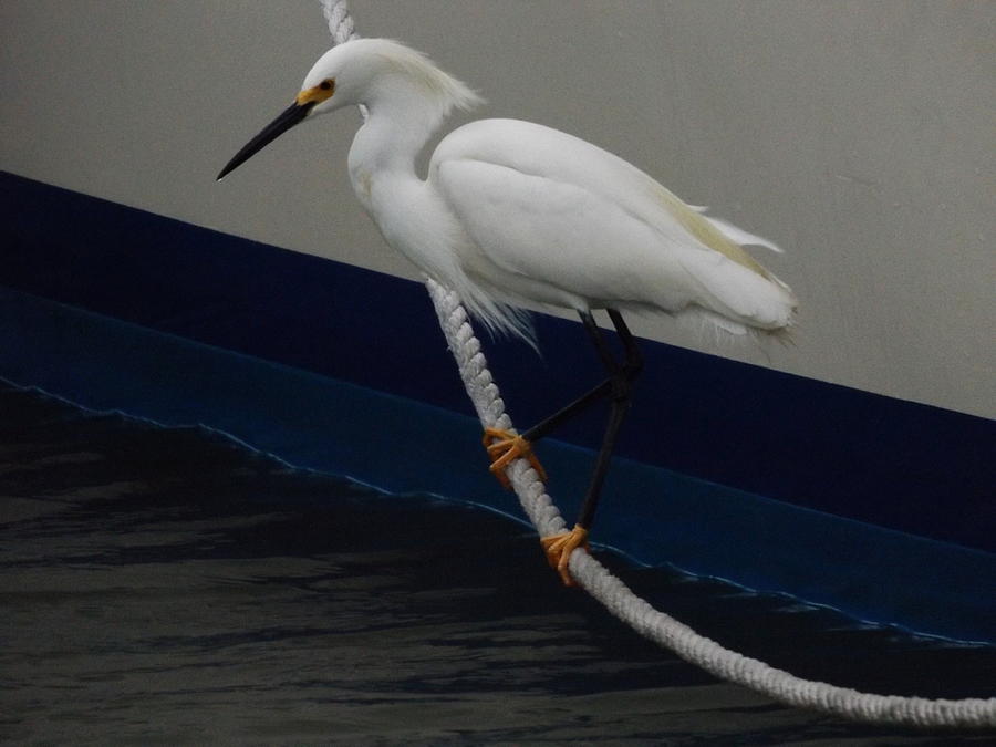 White Bird on the Ropes Photograph by Julie Pappas