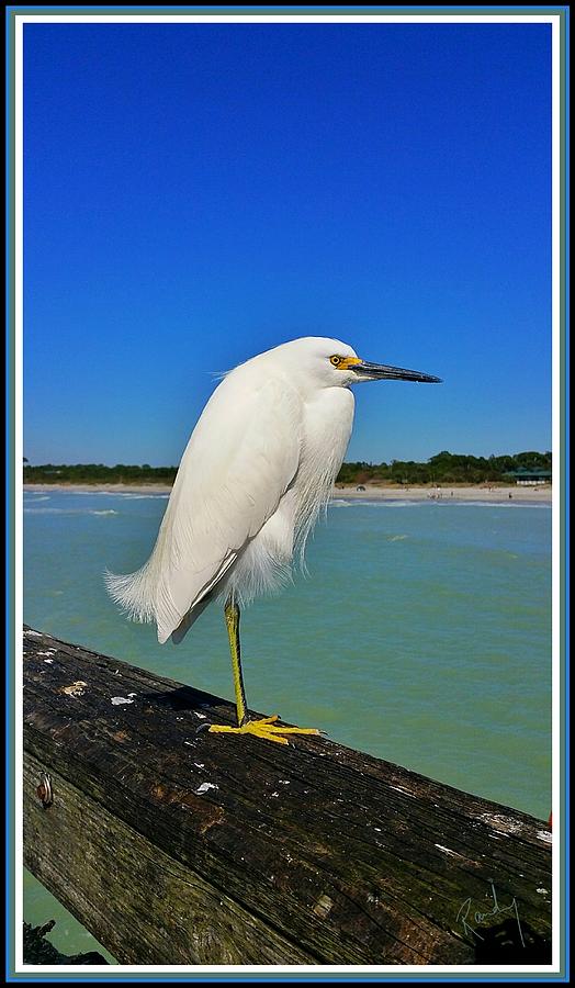Bird Photograph - White Bird by Randy Veraguas