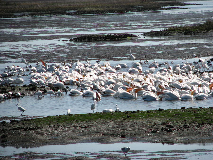 Pelicans Photograph - White birds in paradise by Libby Cagle Pelicans Photograph - White birds in paradise by Libby Cagle