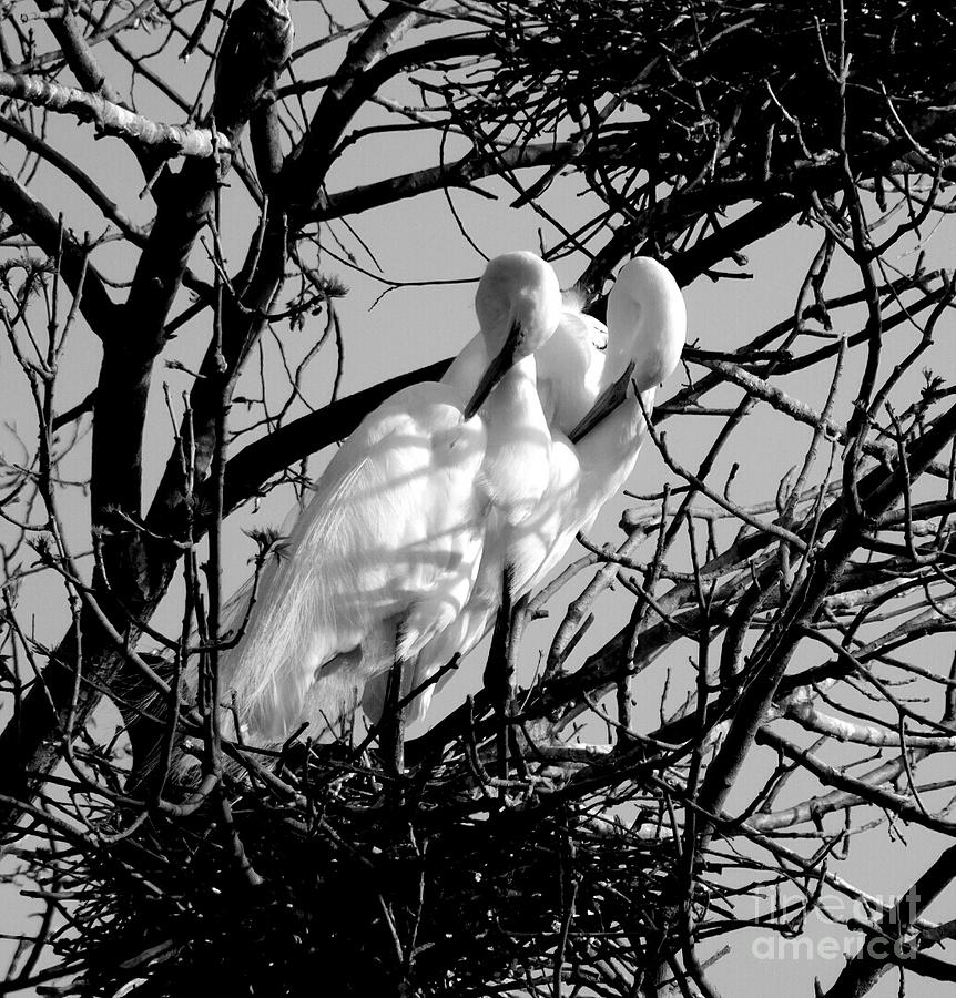 White Birds Preening Photograph by Curtis Tilleraas