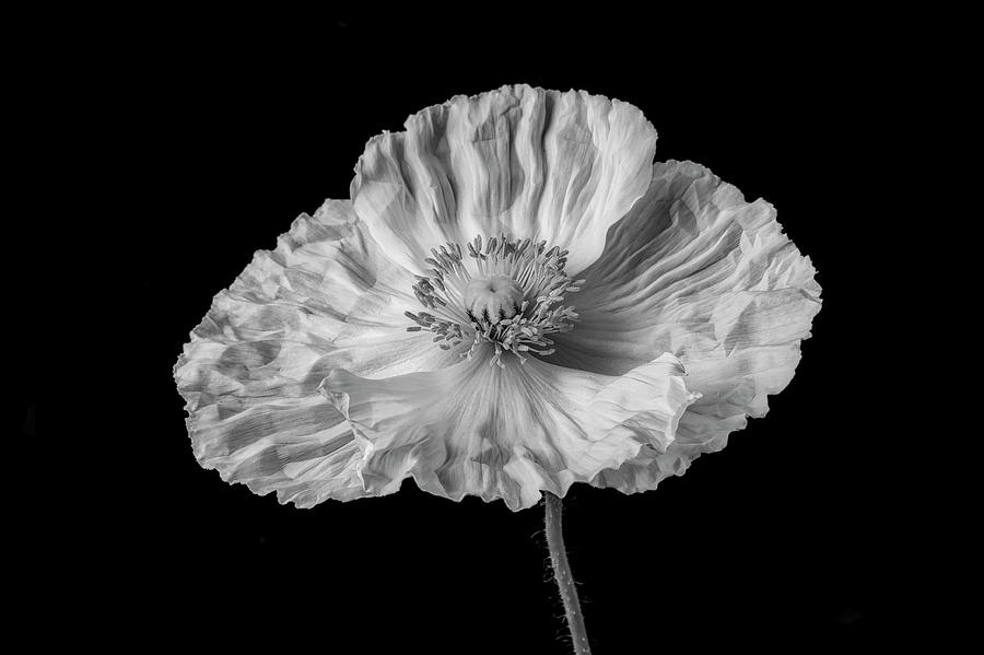 White Black And White Poppy Photograph by Garry Gay
