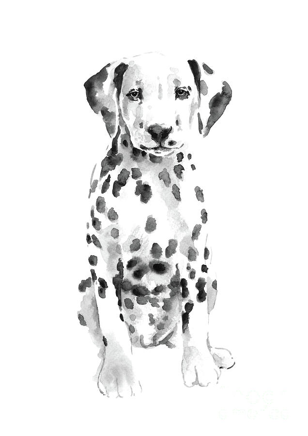Poster 24x36 inch Dogs Dalmation Painting Black White With Border 