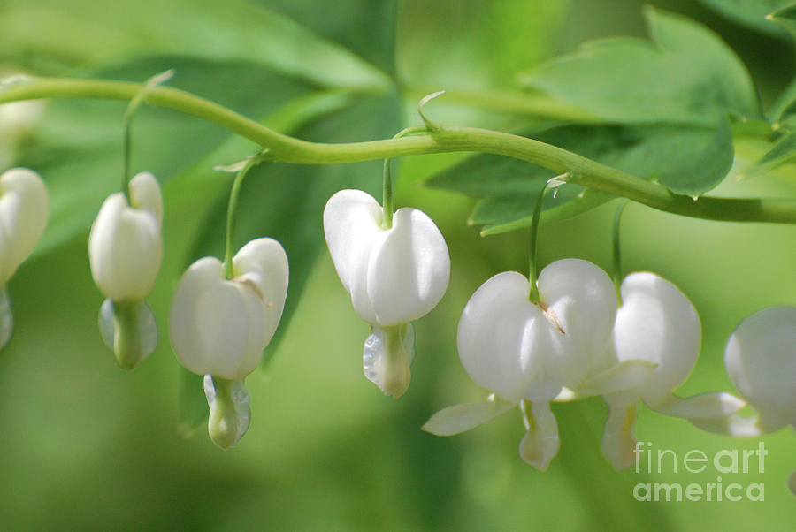 White Bleeding Heart Flower Blossoms Photograph by DejaVu Designs