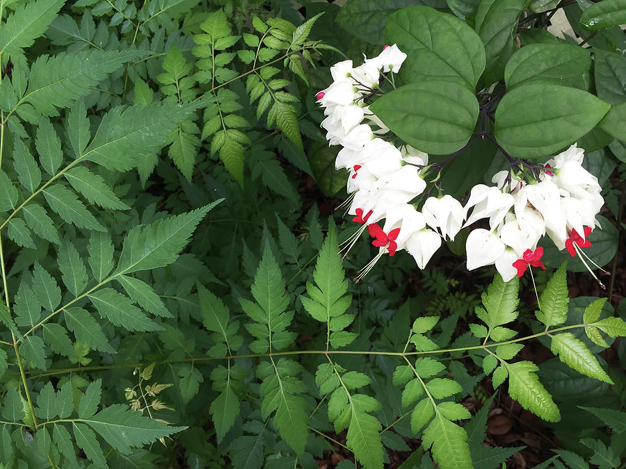 White Bleeding Hearts Photograph by Aimee L Maher ALM GALLERY