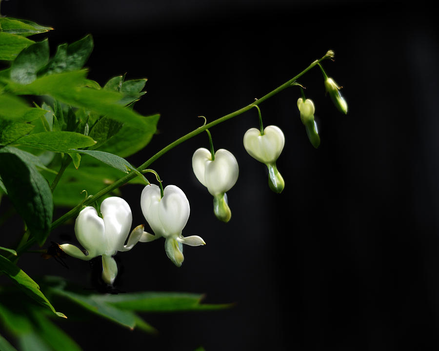 Nature Photograph - White Bleeding Hearts by Sue Capuano