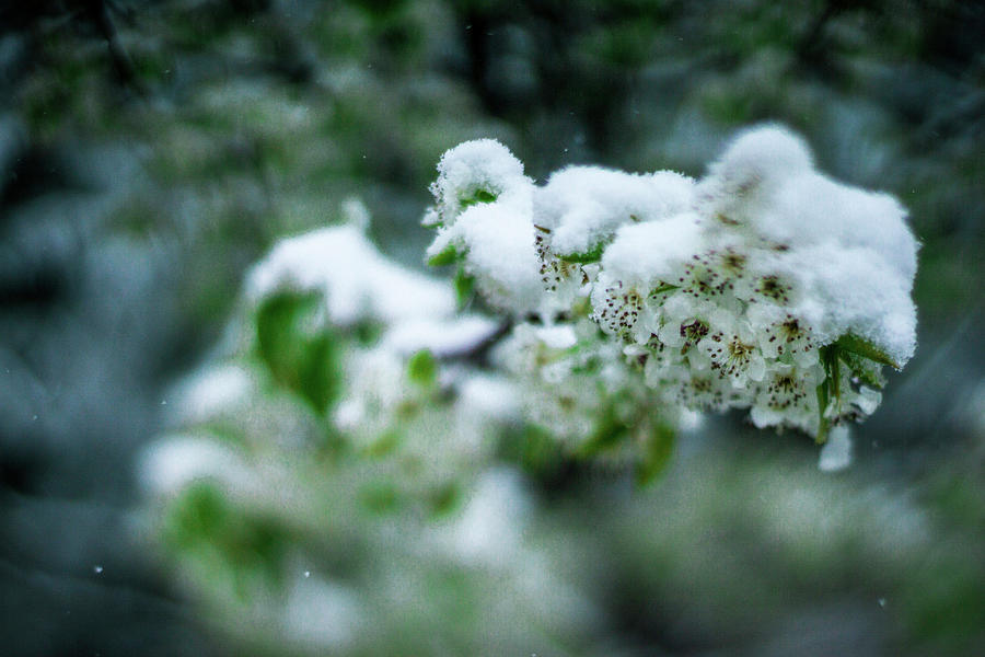 White Bloom During Spring Snow Photograph by Alex Grichenko