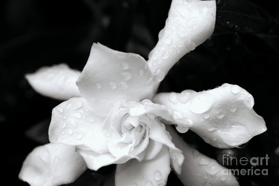 White Bloom Photograph by Jody Frankel 