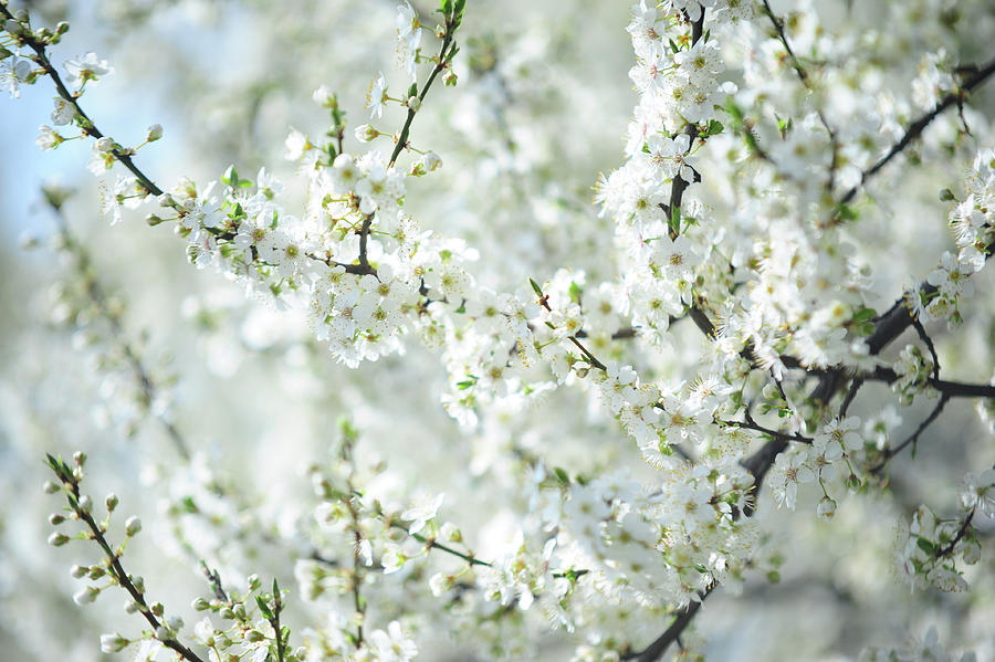 Spring Photograph - White Bloom of  Cherry Plum Tree  by Jenny Rainbow