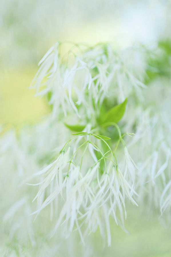 White Bloom of Fringetree Photograph by Jenny Rainbow