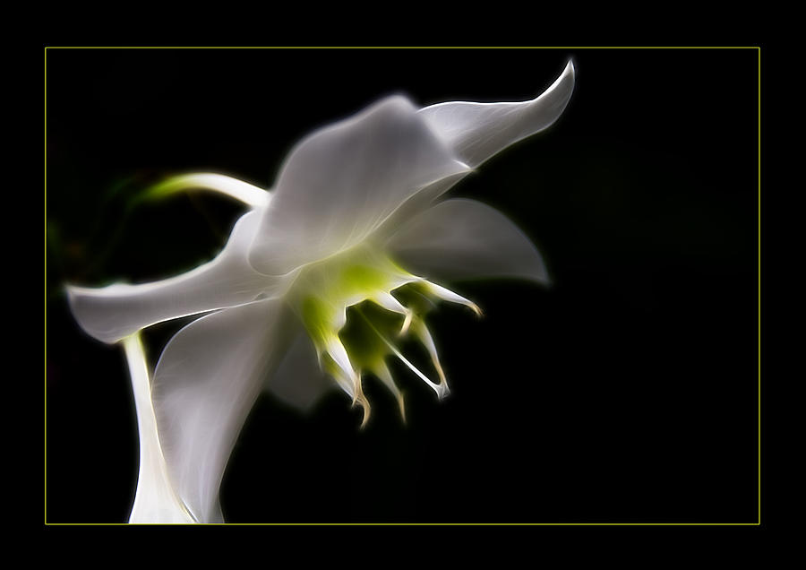 White Bloom Photograph by Ricky Barnard