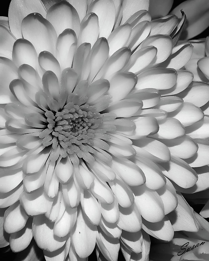 White Bloom Photograph by Susan Cliett