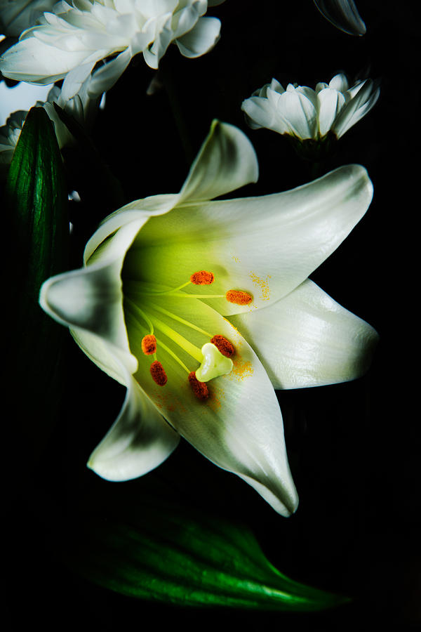 White Blooming Lily Photograph by Dennis Dame