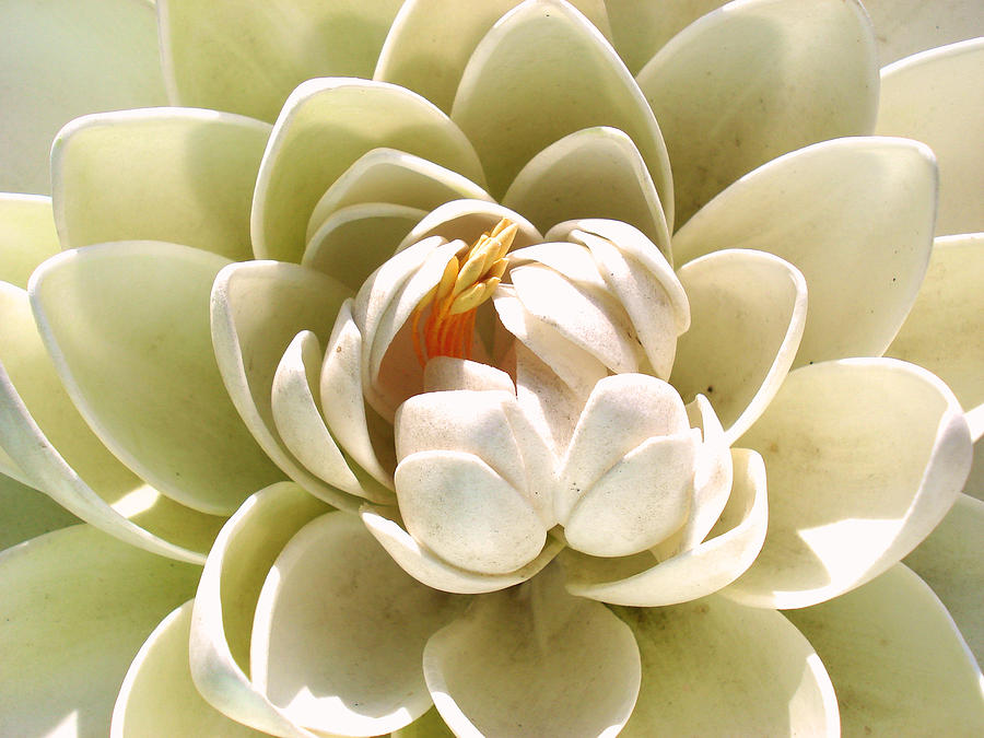 White Blooming Lotus Photograph