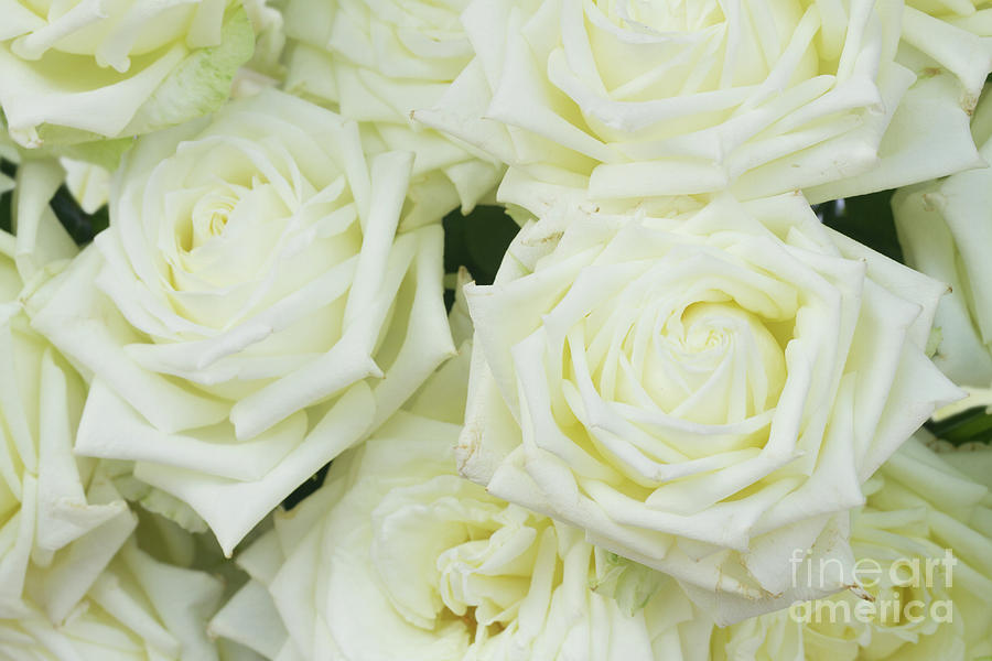 White Blooming Roses Photograph by Anastasy Yarmolovich
