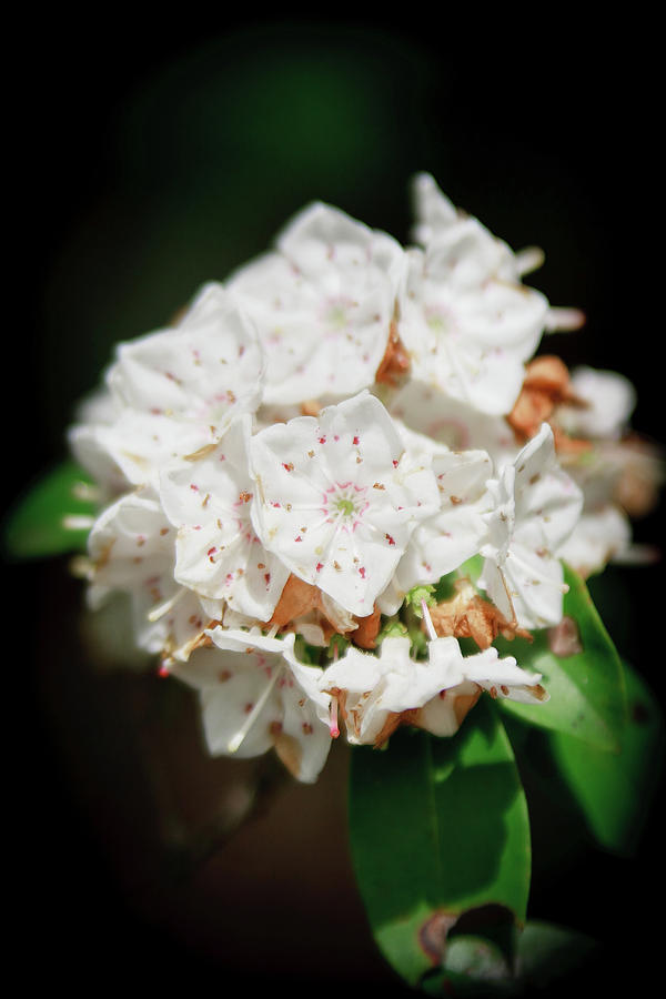 Flower Photograph - White Blooms by Rob Narwid