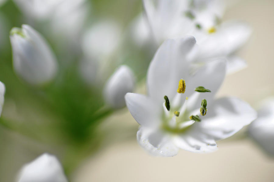 Nature Photograph - White Blossom 2 by Dubi Roman