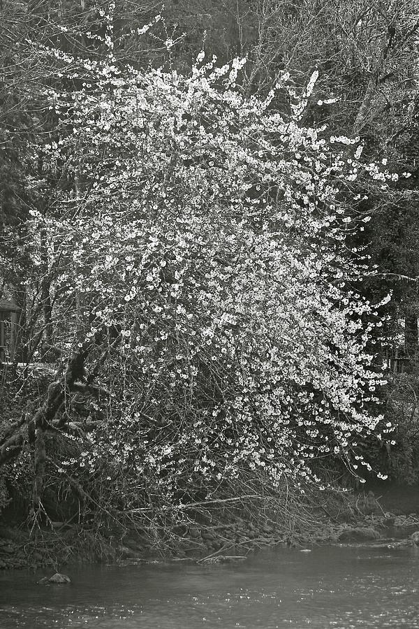 White Blossom Photograph