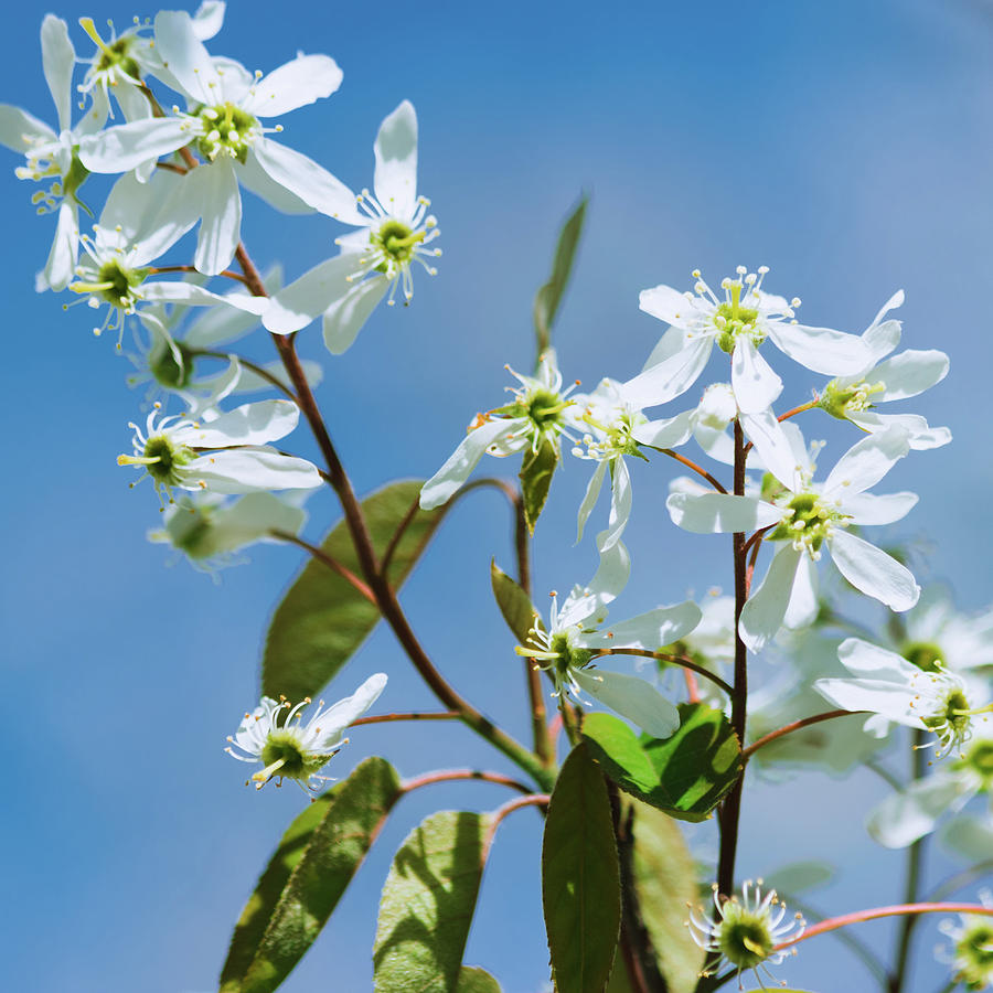 White blossom Photograph by Cristina Stefan