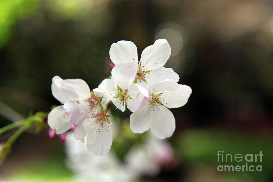 White Blossom  Photograph by Dean Triolo