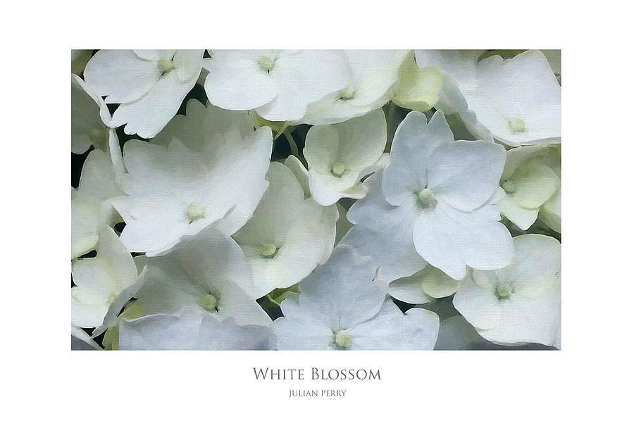 White Blossom Digital Art by Julian Perry