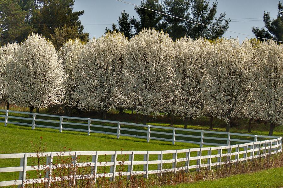 9004 - White Blossom Trees Along White Fenceline Photograph by Sheryl L Sutter