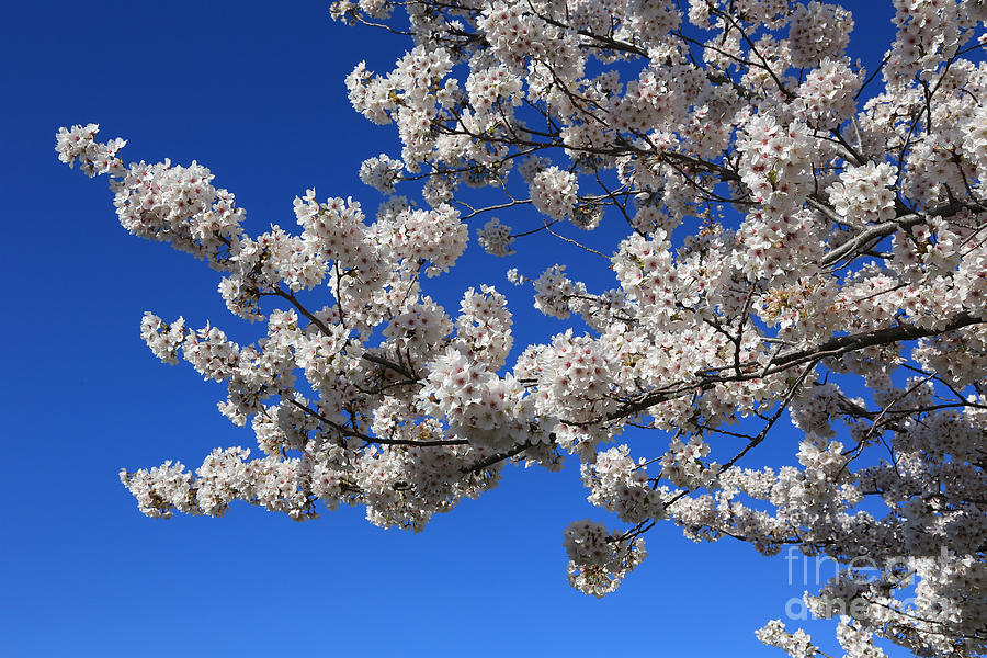 White Blossoms against Blue Sky Photograph by Carol Groenen