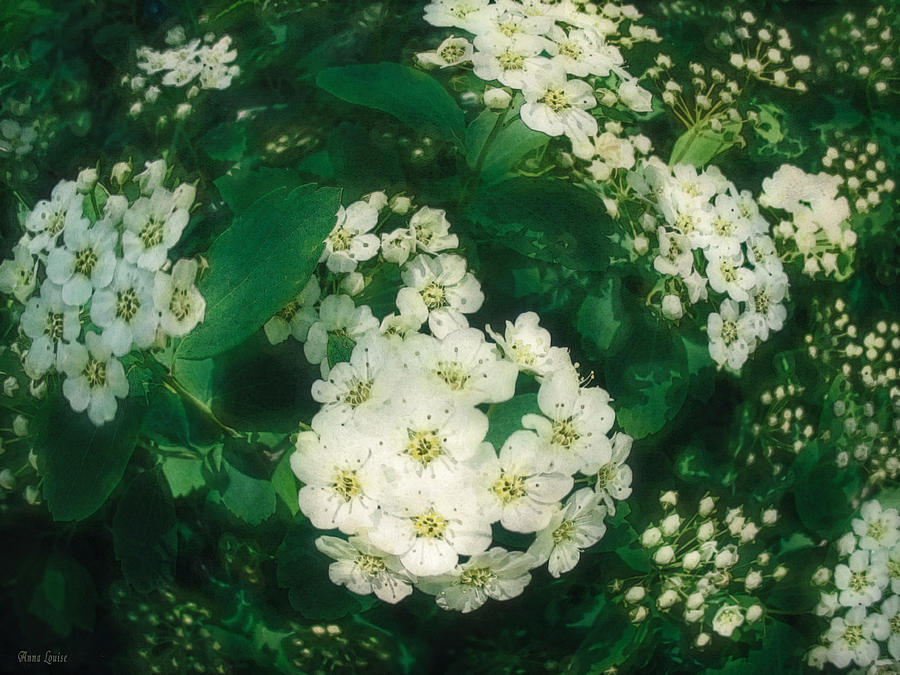 White Blossoms Around Abstract Photograph by Anna Louise