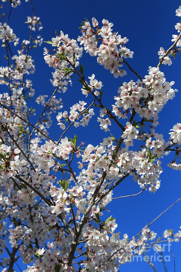 White Blossoms Blue Sky Photograph by Carol Groenen