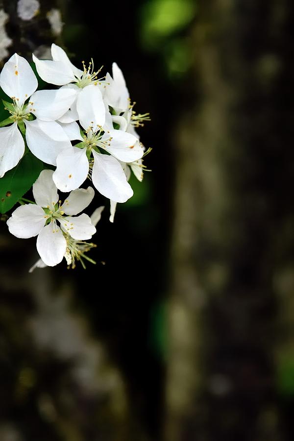 White Blossoms Photograph by Jerry Sodorff