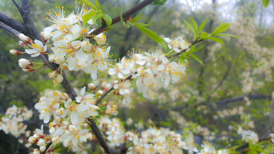 White Blossoms on Fruit Tree Photograph by Lynn Hansen