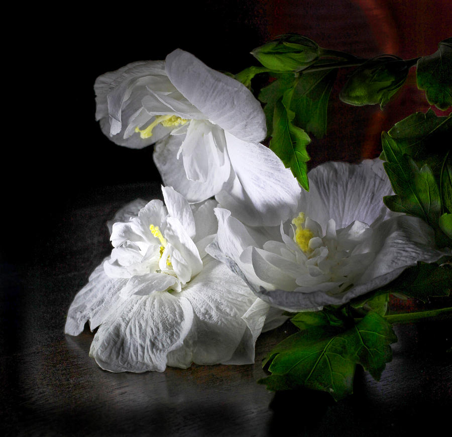 White Blossoms Photograph by Robert Och