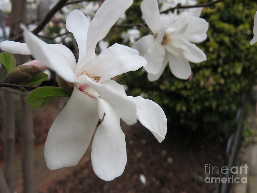 White Flowers Photograph - White Blossoms by Rod Ismay