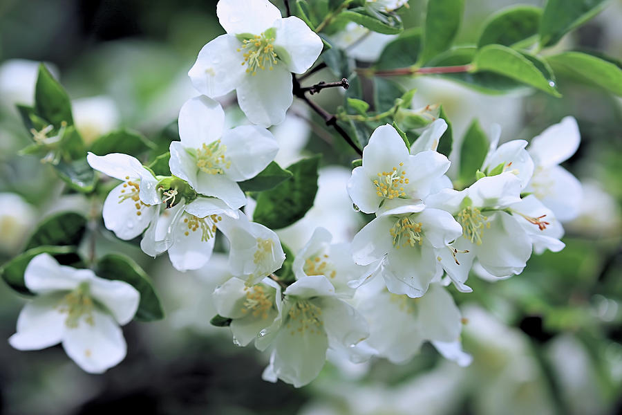 White Blossoms Photograph by Theresa Campbell