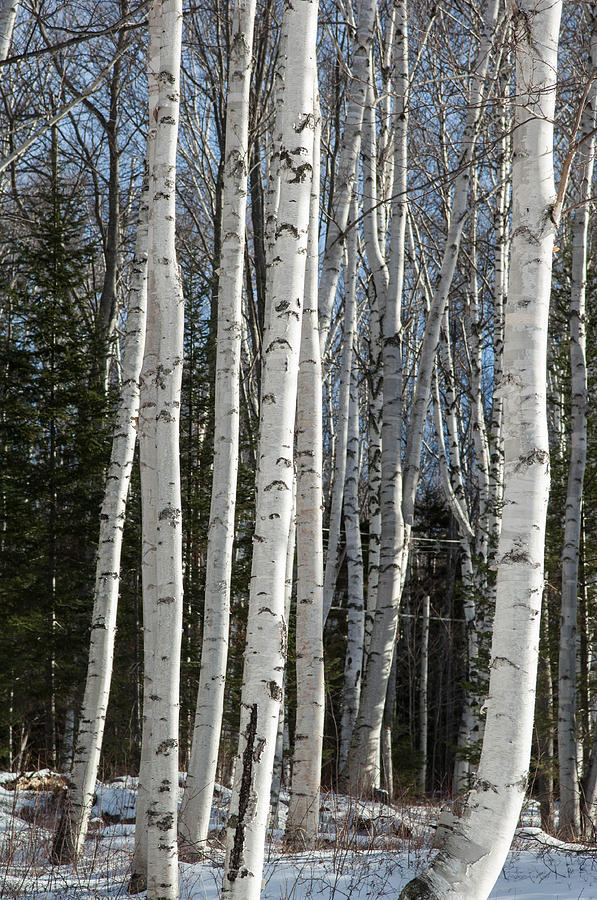 White Birches Photograph