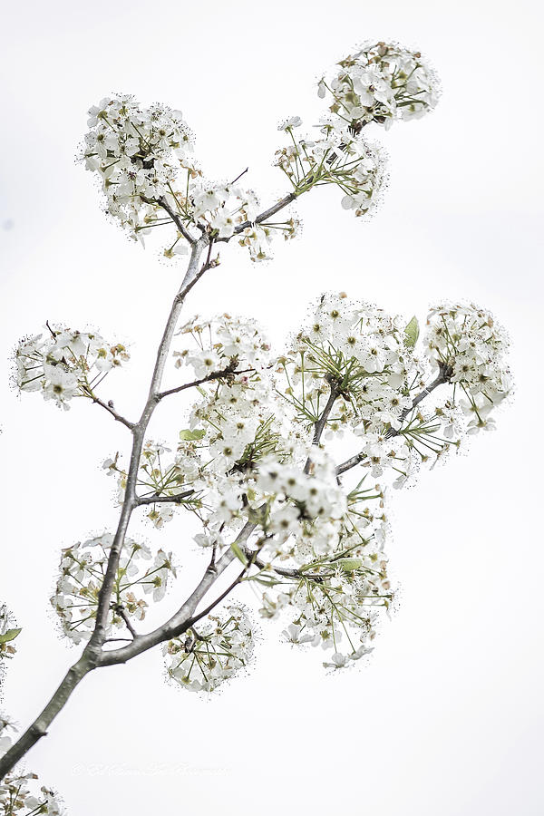 White Bouquet Digital Art by Ed Stines