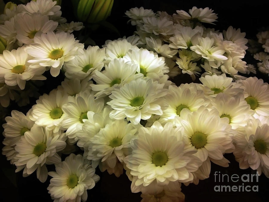White Bouquets Photograph by Jasna Dragun
