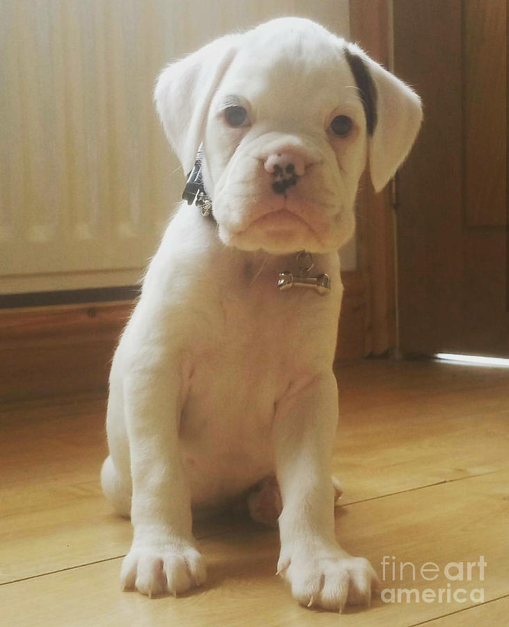 Brodie our new white boxer puppy