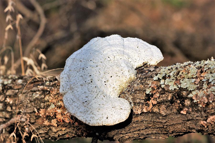 White Bracket Fungus on Log Photograph by Sheila Brown
