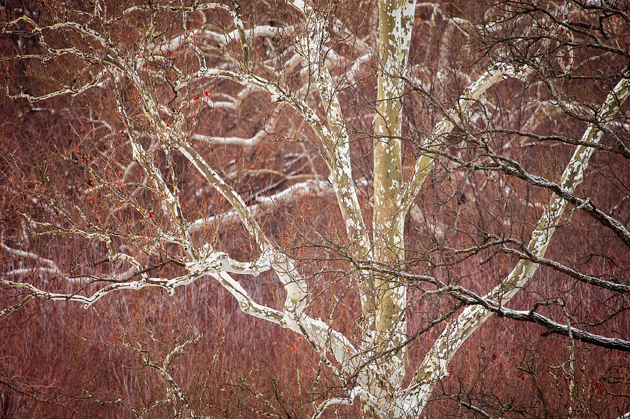 White Branches Photograph by Jeff Phillippi